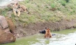 长春动物园爆料事件视频,惊人一幕引发公众关注